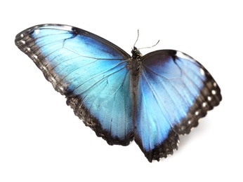 Beautiful Blue Morpho butterfly on white background