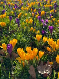 Photo of Beautiful yellow and purple crocus flowers growing in grass near autumn leaves on sunny day