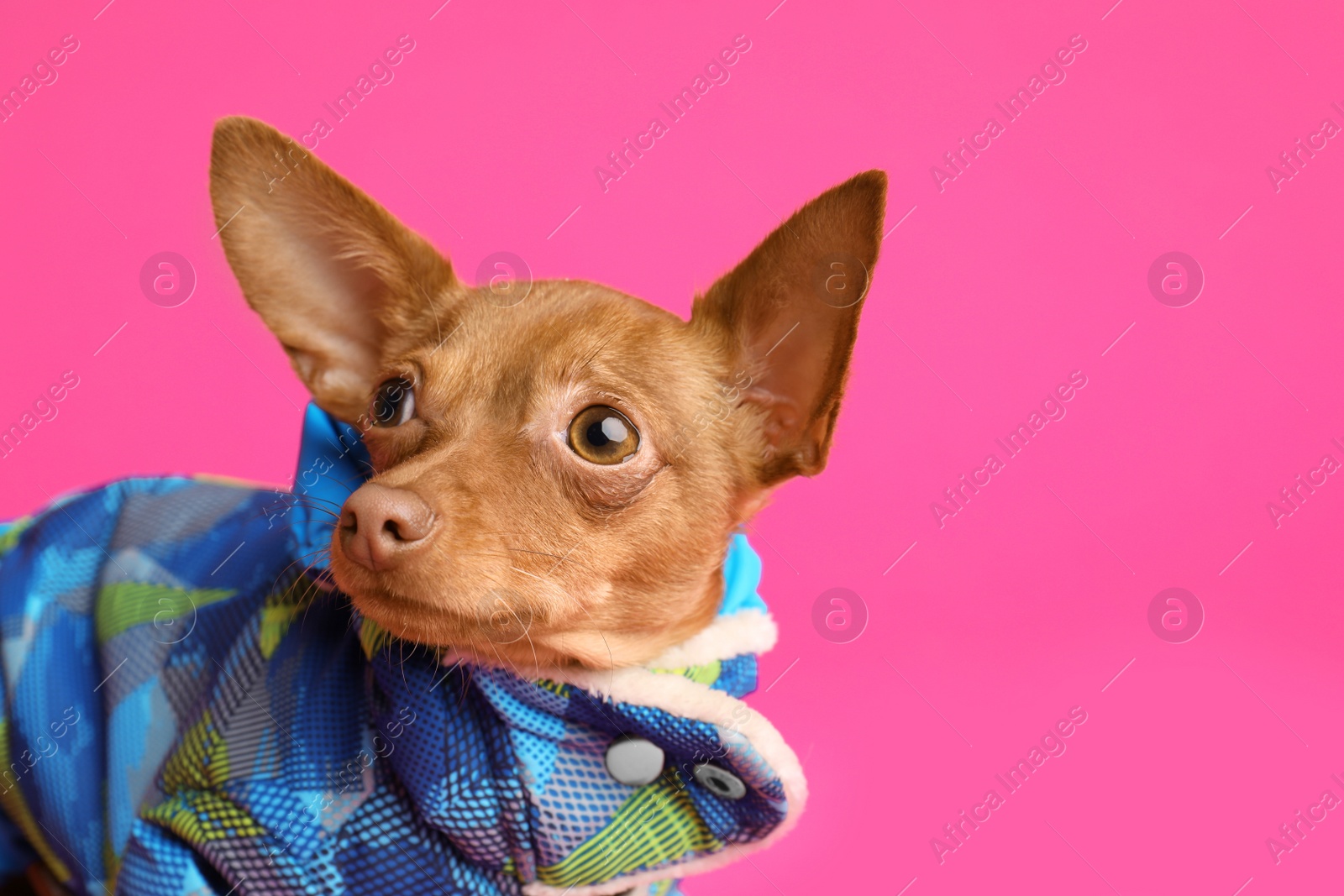 Photo of Cute toy terrier in warm clothes on color background, space for text. Domestic dog