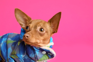 Cute toy terrier in warm clothes on color background, space for text. Domestic dog