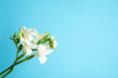 Photo of Beautiful freesia flowers on light blue background. Space for text