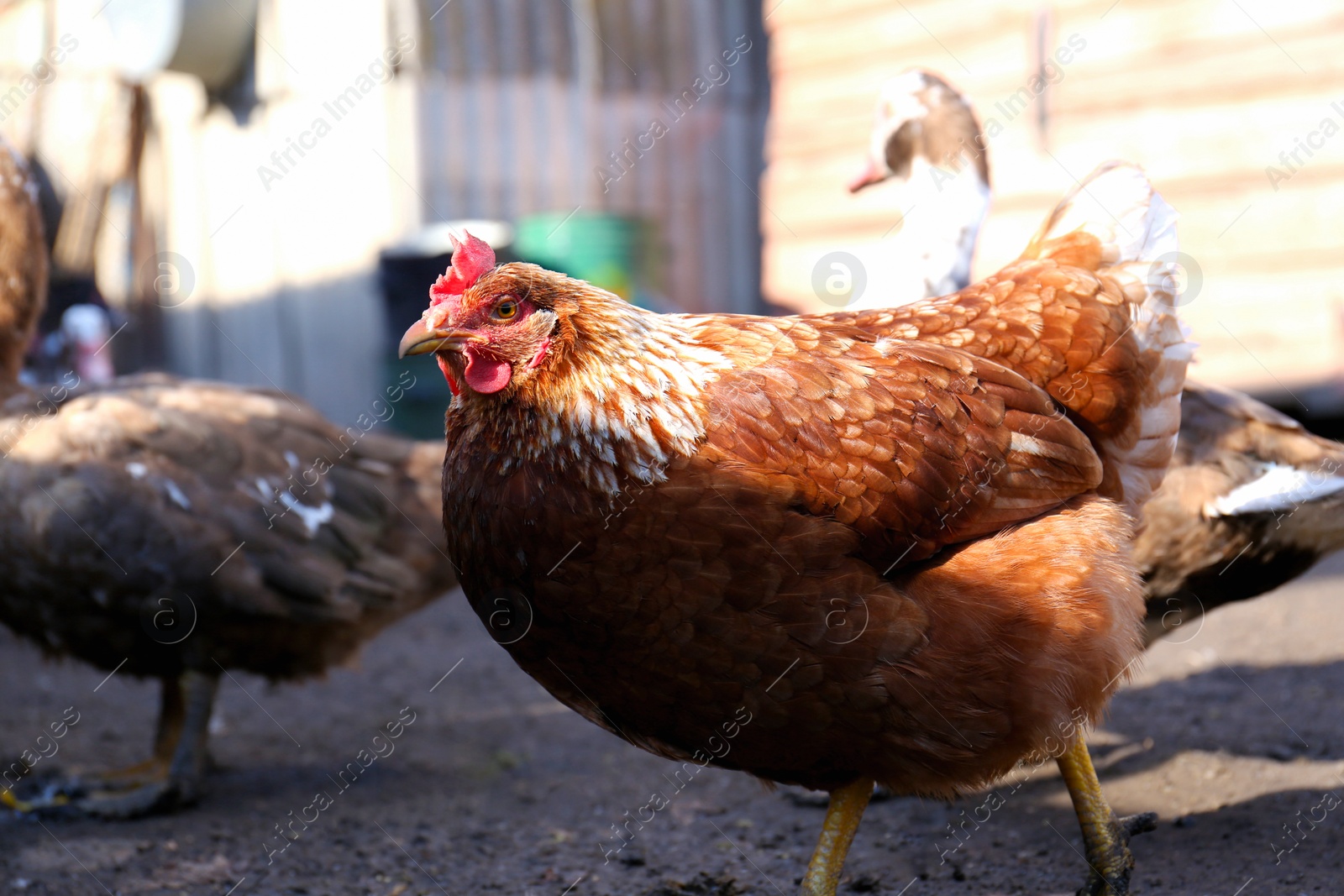 Photo of Beautiful brown hen and ducks in farmyard on sunny day. Rural life