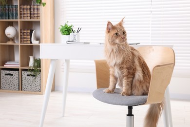 Beautiful cat sitting on chair near desk at home