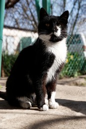 Photo of Cute black and white cat near fence on sunny day