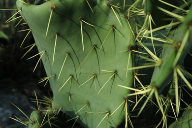 Photo of Beautiful Opuntia cactus with big thorns on blurred background, closeup