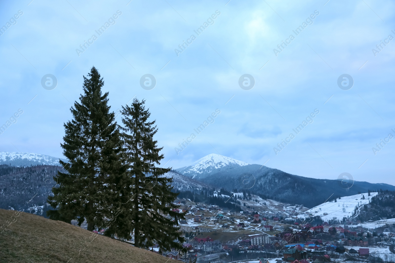 Photo of Fir trees near mountain village covered with snow