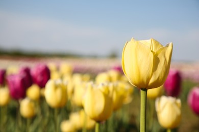 Beautiful colorful tulip flowers growing in field on sunny day, closeup. Space for text