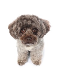 Cute Maltipoo dog on white background. Lovely pet