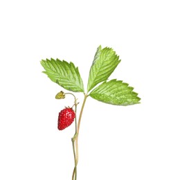 Stems of wild strawberry with berries and green leaves isolated on white