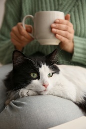 Photo of Woman holding cup of hot drink over adorable cat on her legs, closeup
