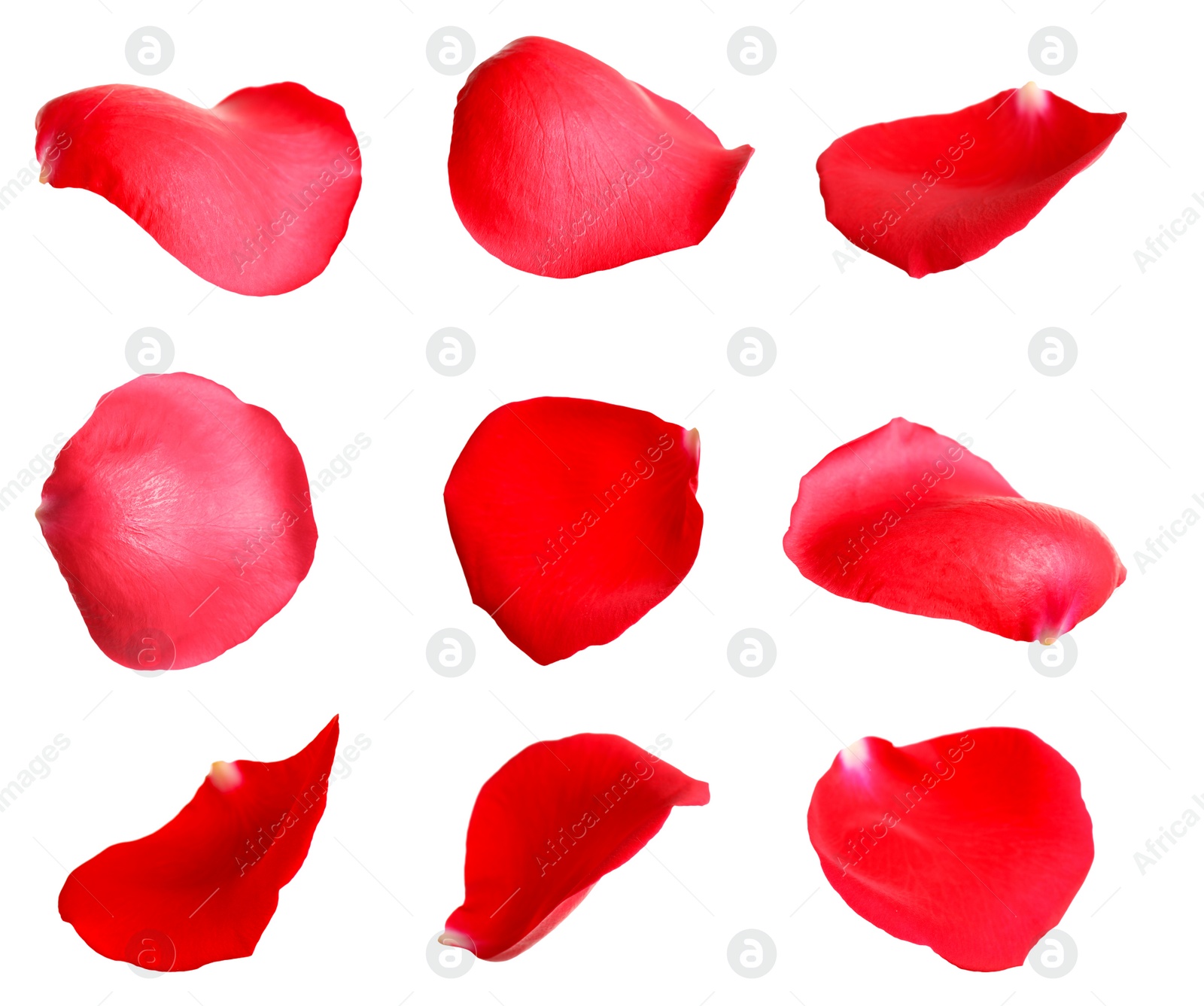 Image of Fresh red rose petals on white background