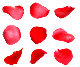 Image of Fresh red rose petals on white background