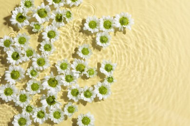 Beautiful chrysanthemum flowers in water on pale yellow background, top view. Space for text