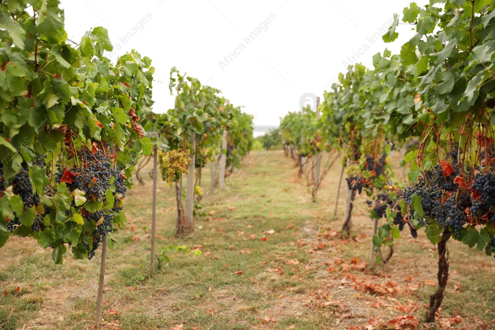 Photo of Beautiful view of vineyard with ripening grapes