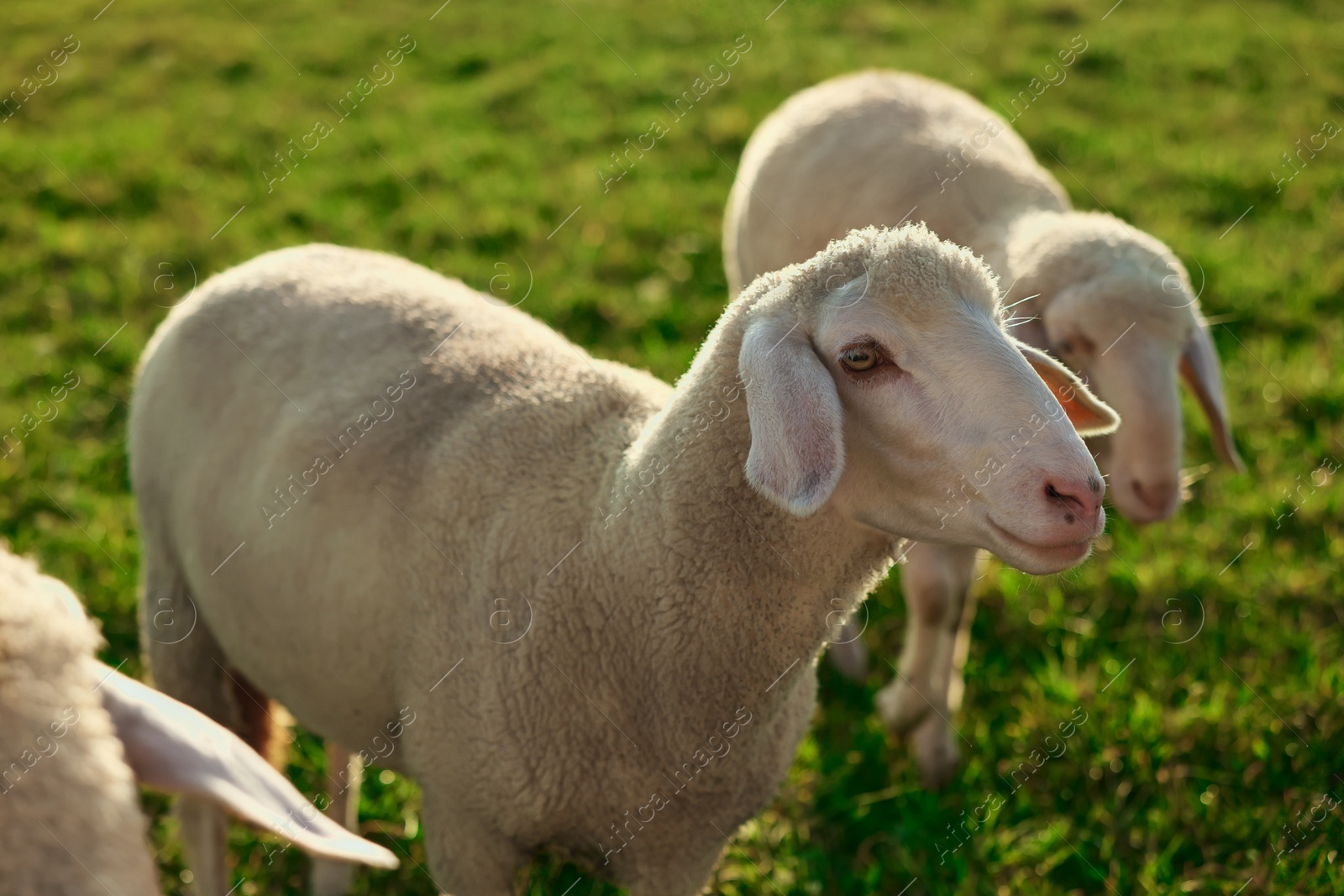 Photo of Cute sheep grazing outdoors on sunny day. Farm animals