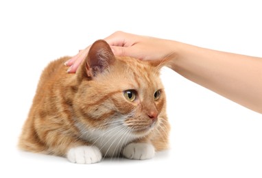 Photo of Woman petting cute ginger cat on white background, closeup. Adorable pet