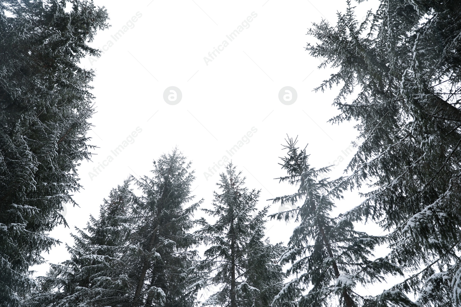 Photo of Beautiful view of conifer forest on snowy winter day, view from below