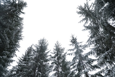 Beautiful view of conifer forest on snowy winter day, view from below