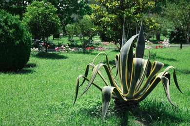 Photo of Beautiful agave plant with green leaves outdoors on sunny day, space for text