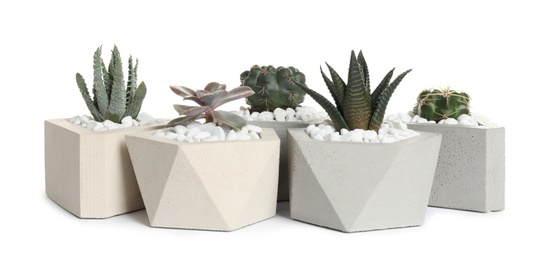 Beautiful succulent plants in stylish flowerpots on white background. Home decor