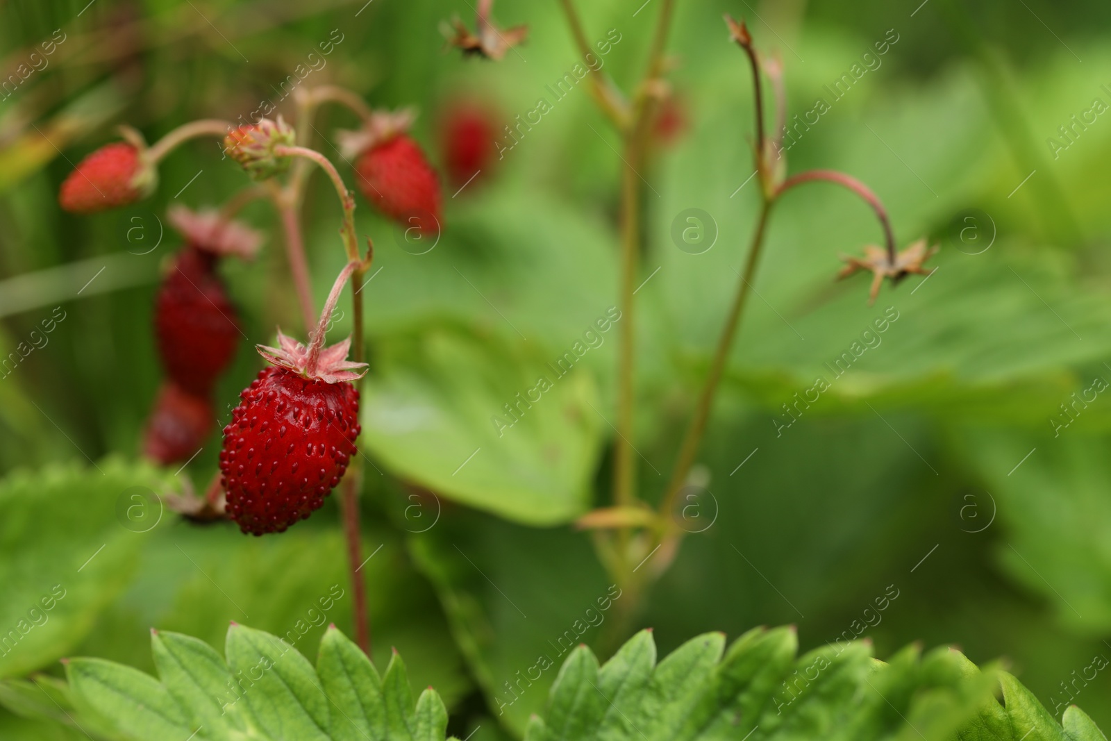 Photo of Ripe wild strawberries growing outdoors, space for text. Seasonal berries