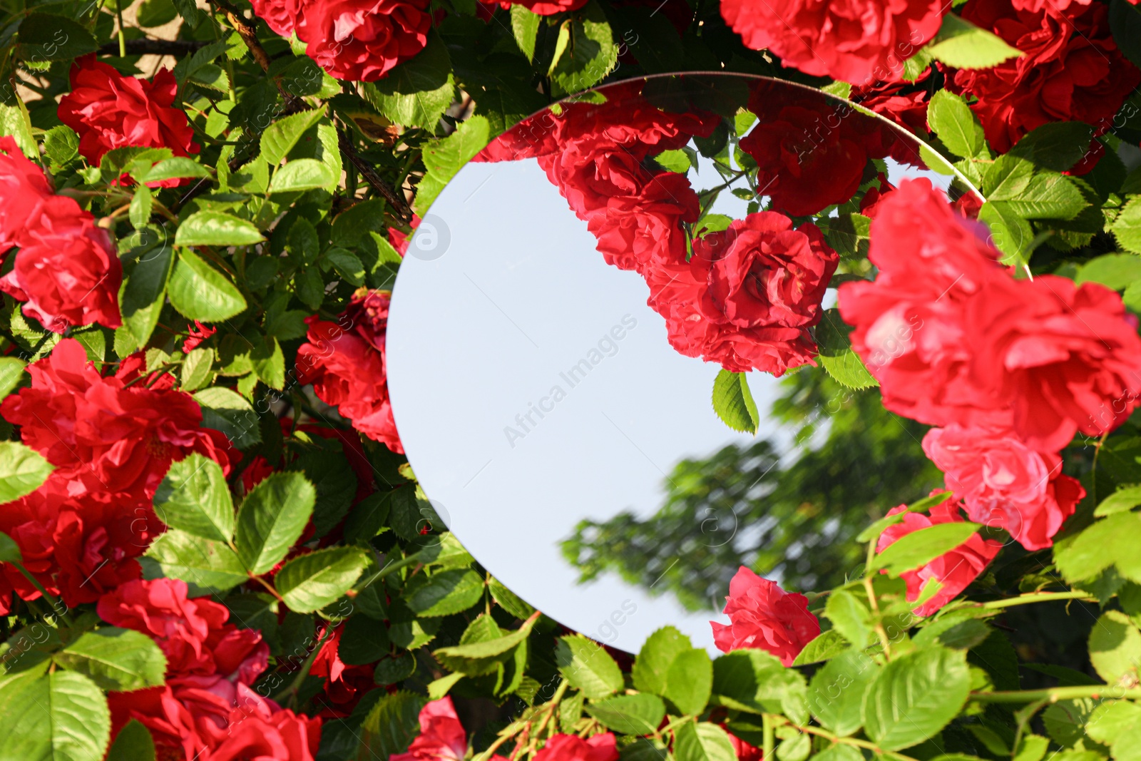 Photo of Round mirror among beautiful red flowers reflecting sky and trees on sunny day. Space for text