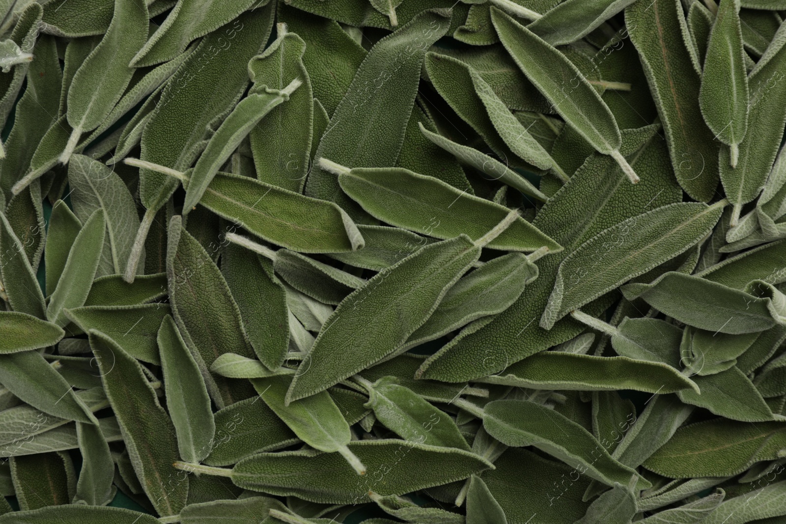 Photo of Fresh green sage leaves as background, top view