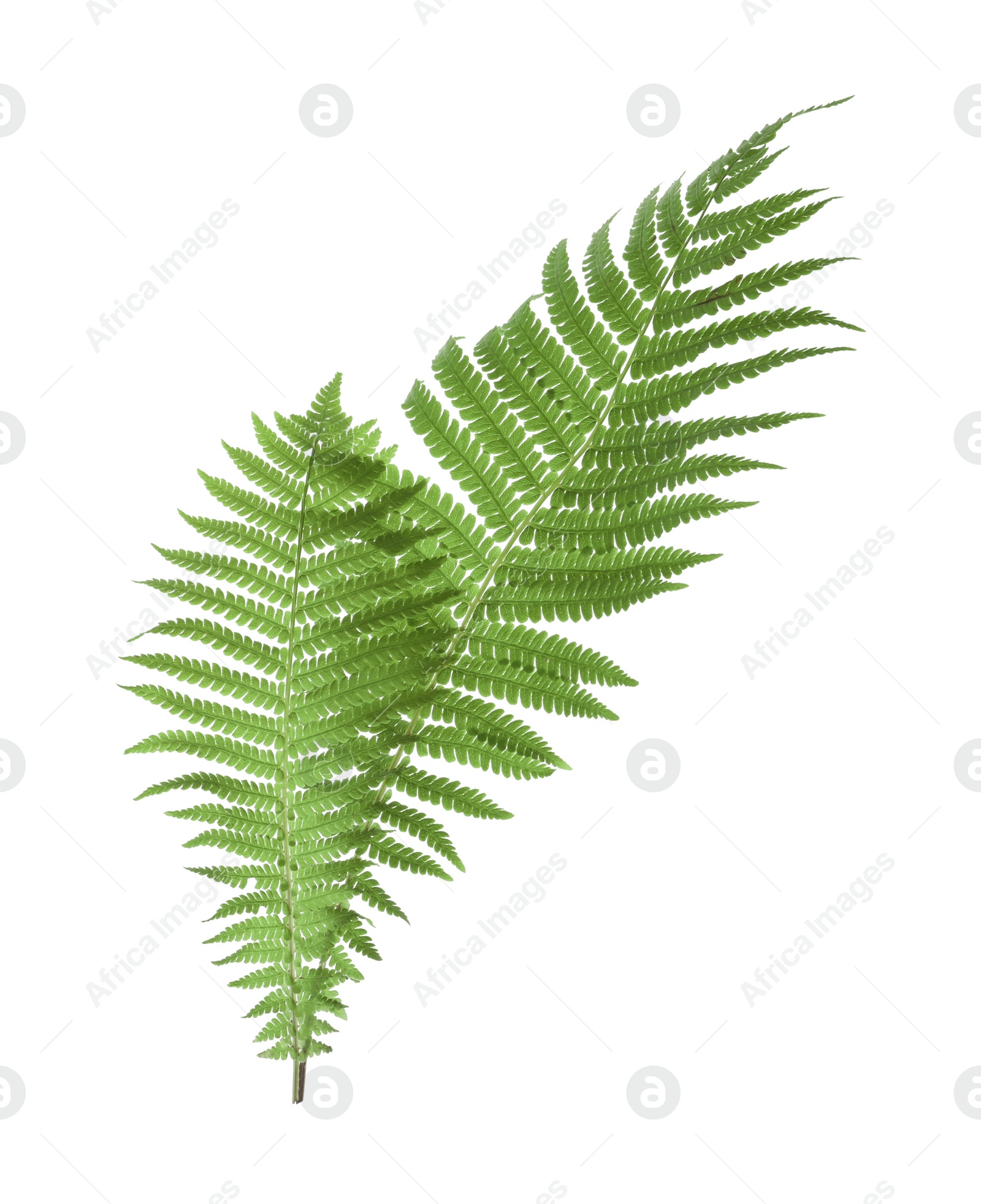 Photo of Beautiful tropical fern leaves on white background