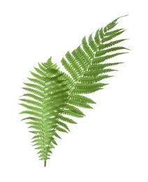 Beautiful tropical fern leaves on white background