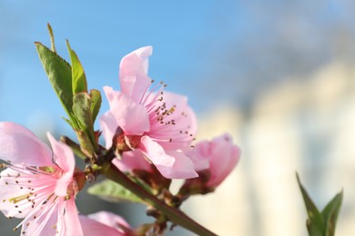 Photo of Blossoming spring tree against blue sky, closeup. Space for text
