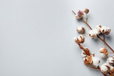 Photo of Dried cotton branches with fluffy flowers on white background, flat lay. Space for text