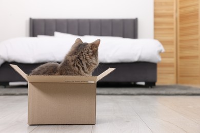 Cute fluffy cat in cardboard box on floor at home. Space for text