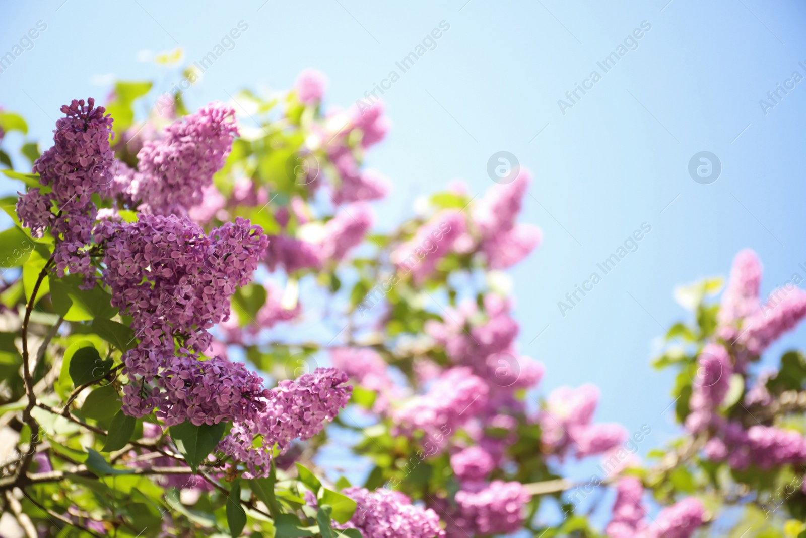 Photo of Closeup view of beautiful blossoming lilac shrub outdoors