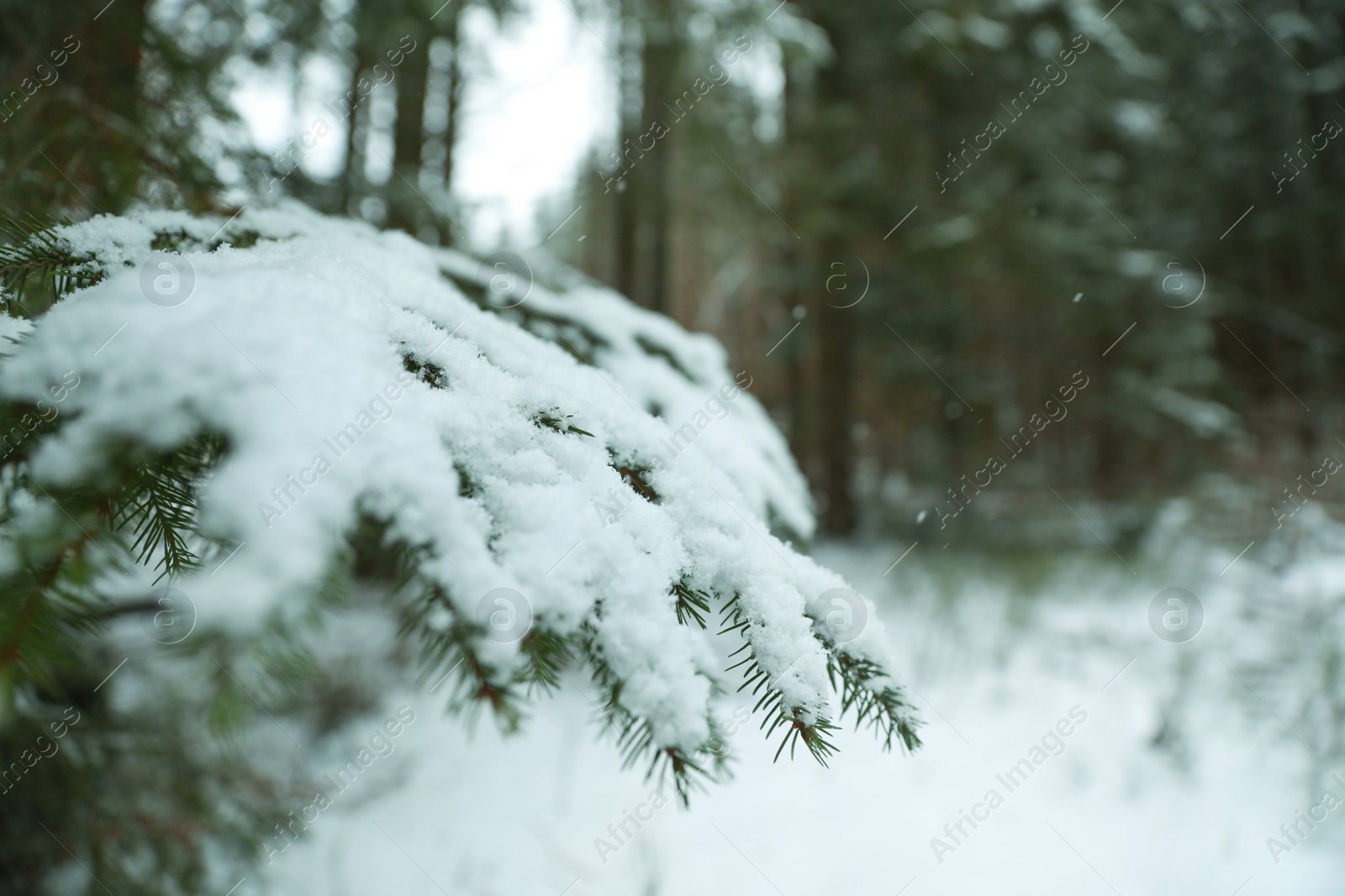 Photo of Closeup view of fir tree covered with snow outdoors on winter day. Space for text