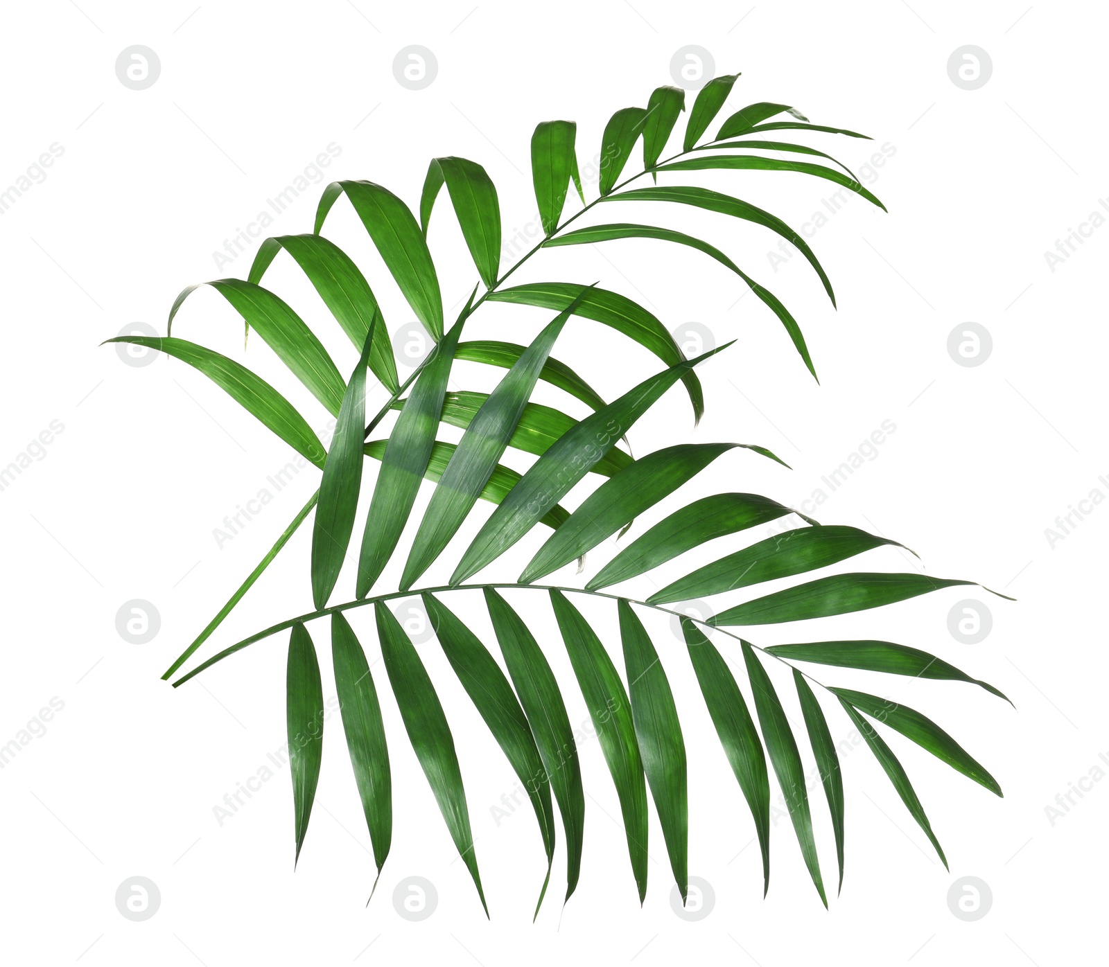 Photo of Beautiful lush tropical leaves isolated on white