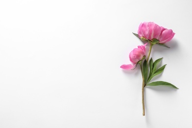 Photo of Fragrant peonies on white background, top view. Beautiful spring flowers