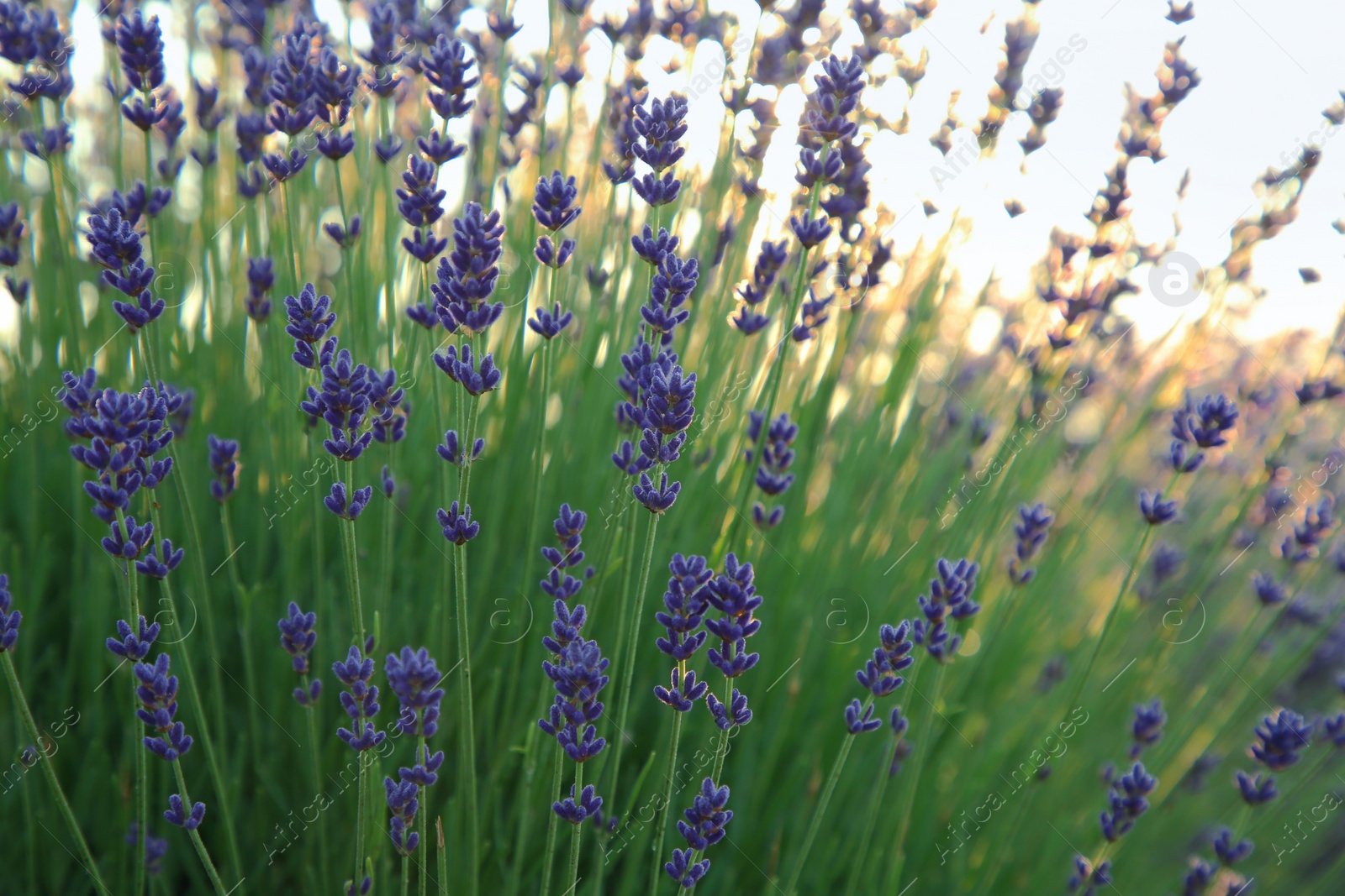 Photo of Beautiful blooming lavender growing in field, closeup