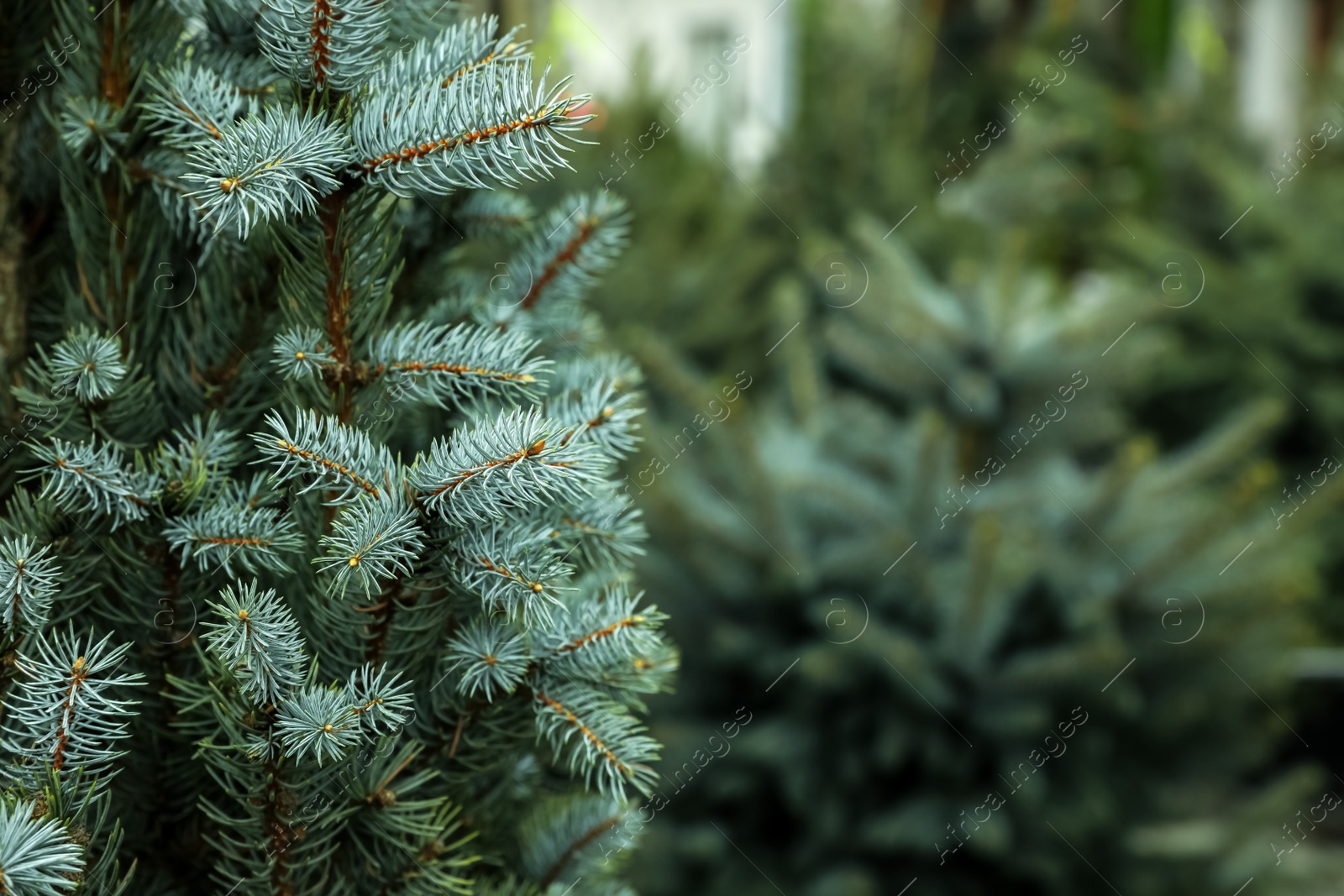 Photo of Fir on Christmas tree farm outdoors, closeup. Space for text