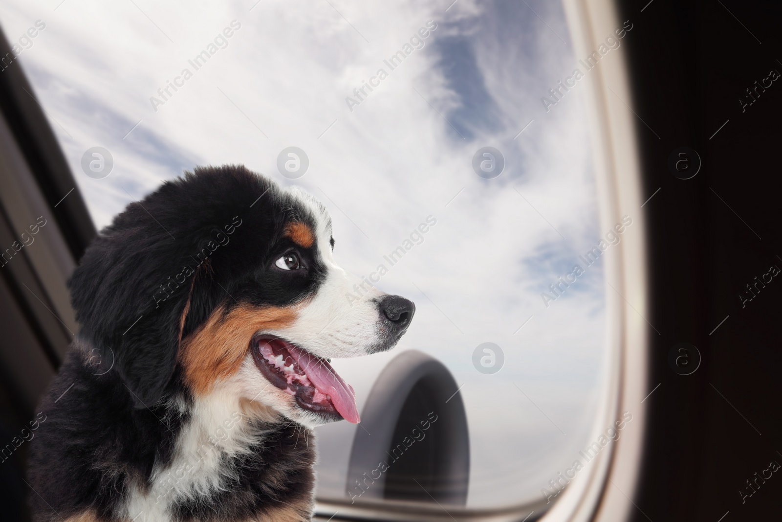 Image of Travelling with pet. Adorable Bernese Mountain Dog puppy near window in airplane