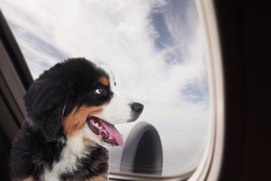 Travelling with pet. Adorable Bernese Mountain Dog puppy near window in airplane