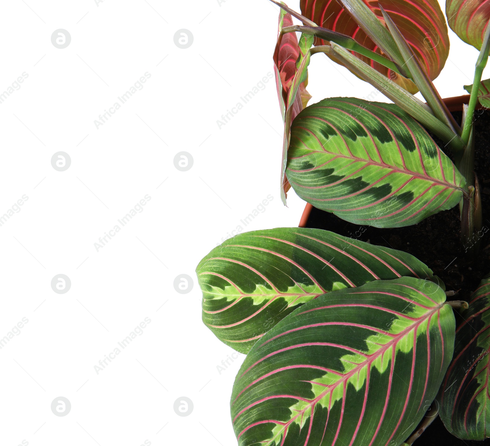 Photo of Potted Arrowroot home plant on white background, top view