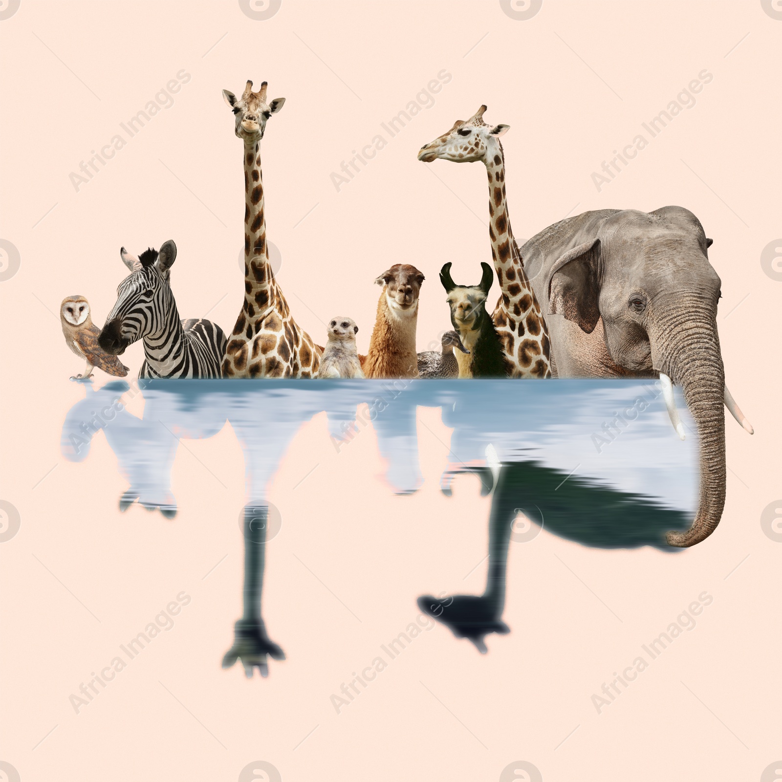 Image of Double exposure of different wild animals and lake