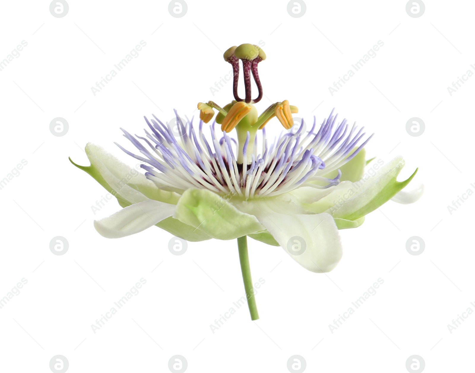 Photo of Beautiful blossom of Passiflora plant (passion fruit) on white background