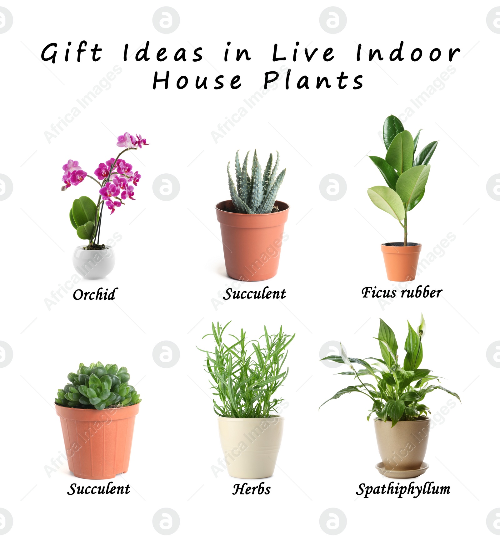 Image of Set of different houseplants on white background. Best gifts for plant lovers 