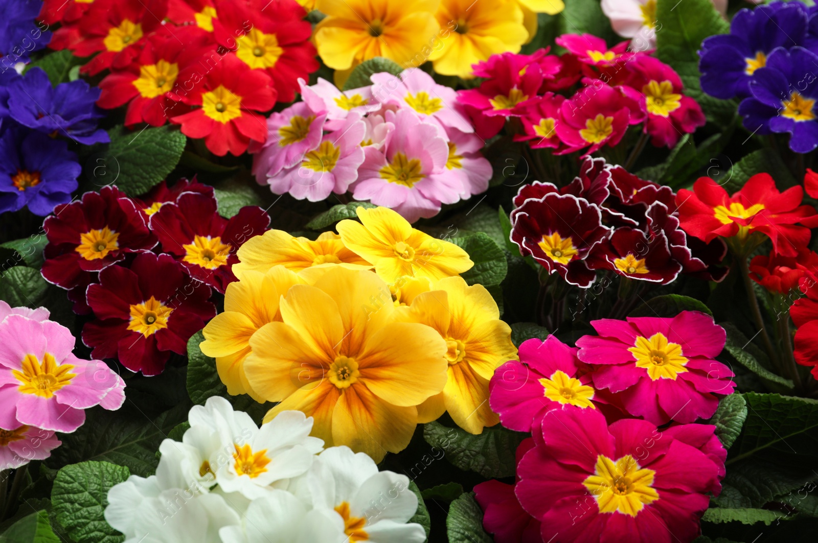 Photo of Beautiful primula (primrose) plants with colorful flowers as background, closeup. Spring blossom