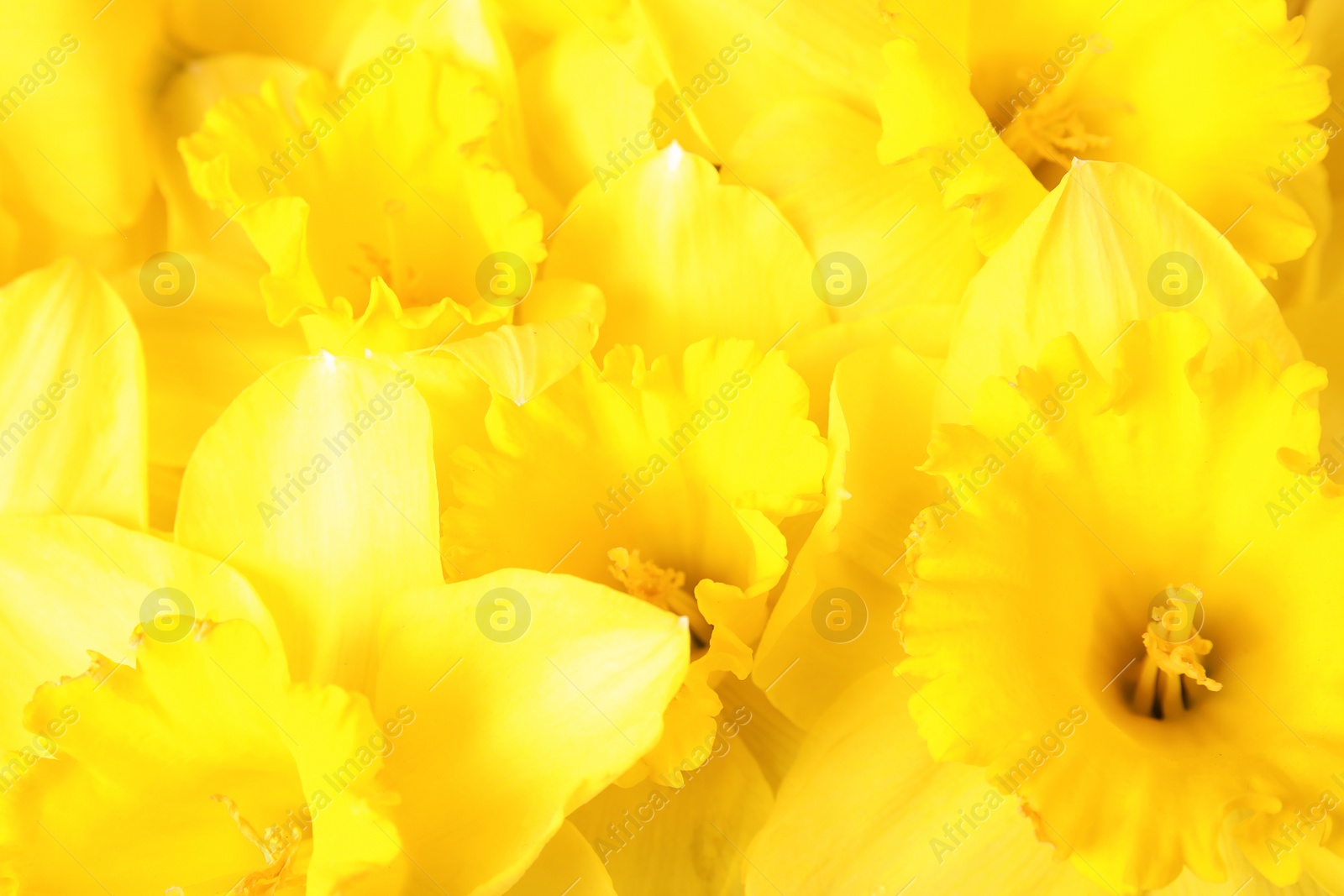 Photo of Beautiful daffodils as background, closeup. Fresh spring flowers