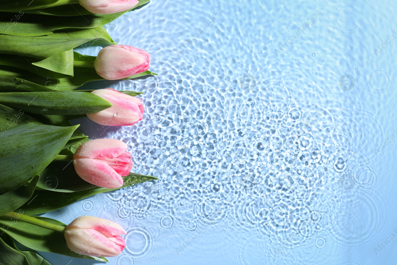 Photo of Beautiful tulips in water on light blue background, top view. Space for text