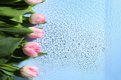 Photo of Beautiful tulips in water on light blue background, top view. Space for text