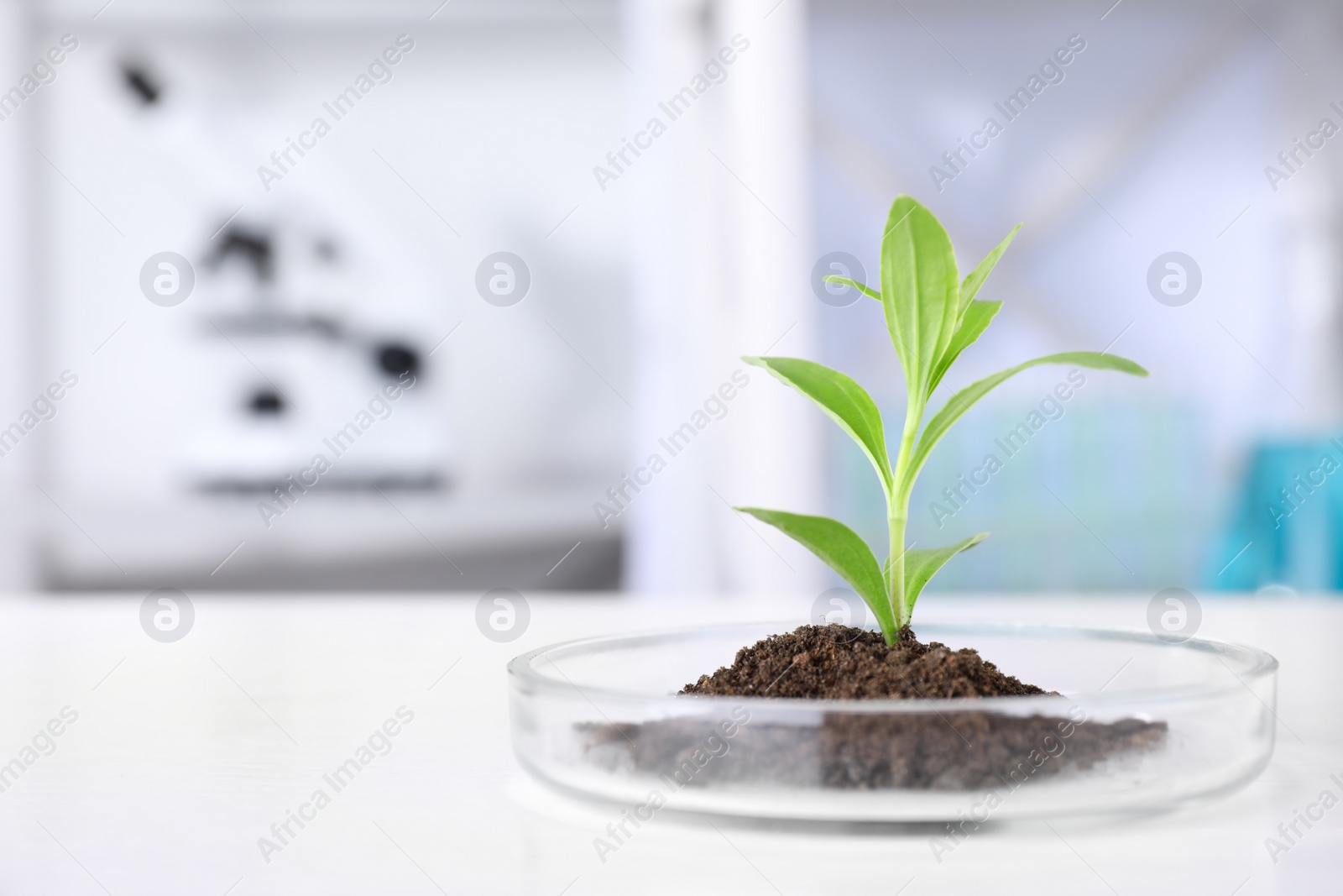 Photo of Green plant in Petri dish on table in laboratory. Biological chemistry