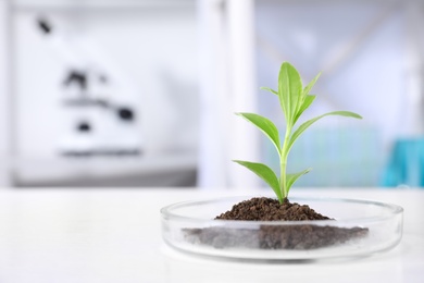 Green plant in Petri dish on table in laboratory. Biological chemistry